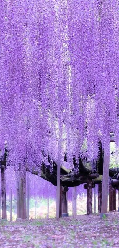 Lavender wisteria flowers cascade gracefully in a tranquil, lush garden setting.