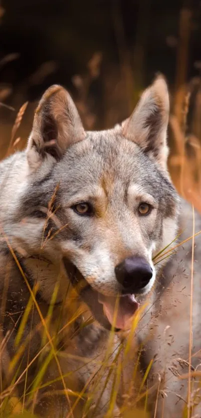 Serene wolf in a golden autumn field, captured in stunning detail.