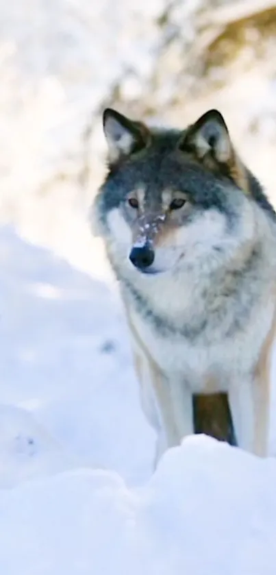 Majestic wolf standing in snowy landscape, exuding tranquility.