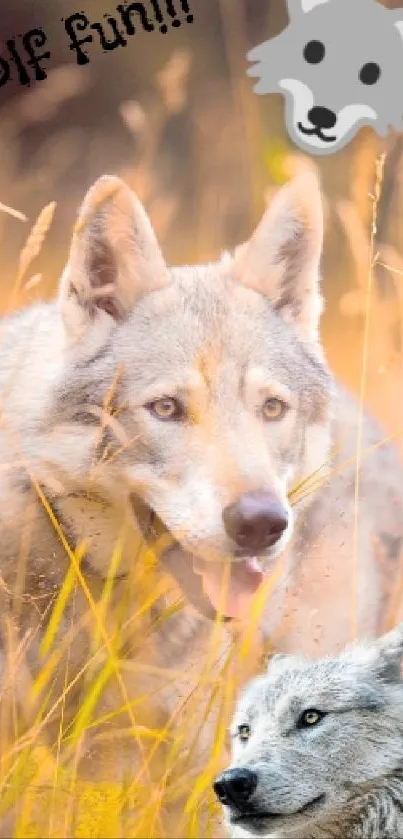 Mobile wallpaper featuring a wolf in a golden field with playful text elements.