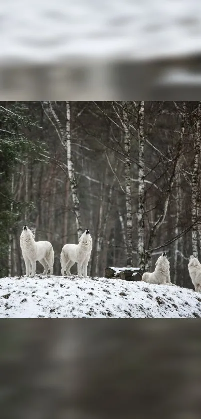 Serene winter forest with white wolves.