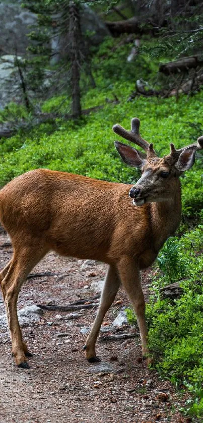 Majestic deer walking along a forest path with lush greenery surroundings.