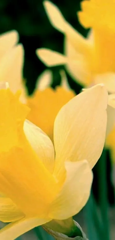 Vibrant yellow daffodils in full bloom create a serene mobile wallpaper.