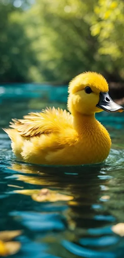 Yellow duckling swimming in a serene river, surrounded by lush greenery.