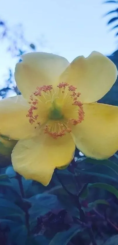 Yellow flower with lush green leaves in natural setting.