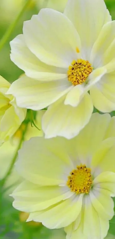 Light yellow flowers with lush green background.