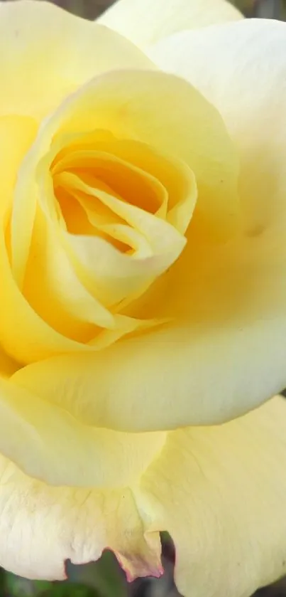 Yellow rose in full bloom with soft petals.