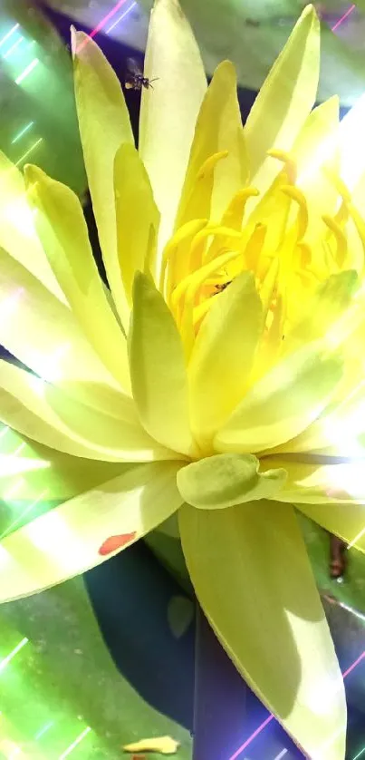 Yellow water lily on green lily pads, vibrant phone wallpaper.