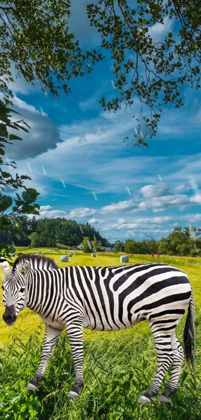 Zebra in vibrant summer field landscape under a blue sky.