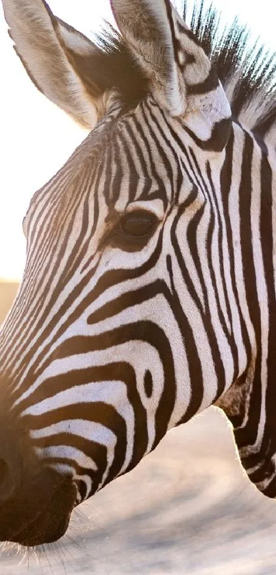 Close-up of a zebra with sunlight highlighting its stripes.