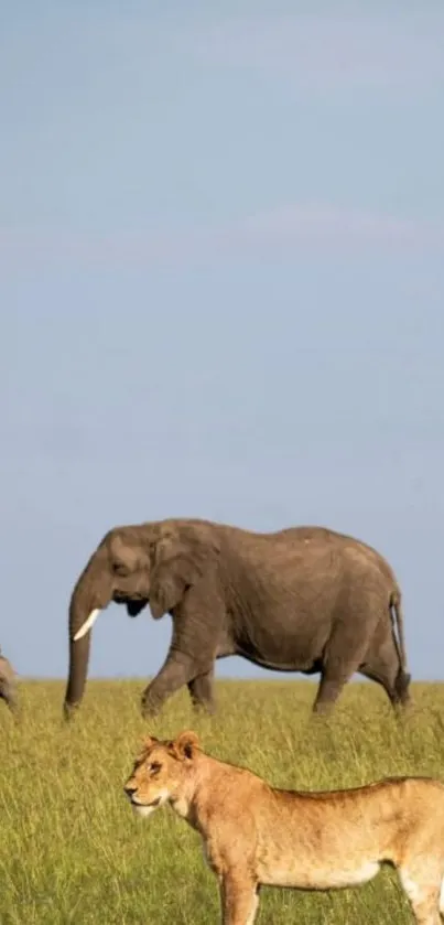 Serengeti scene with elephants and lion on savannah.