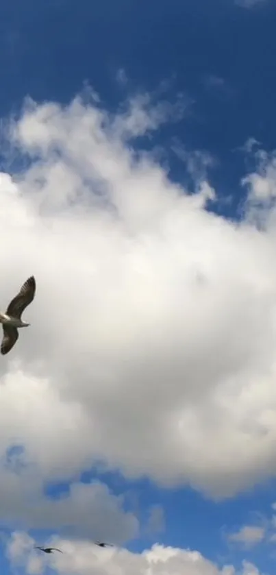 Bird flying against a blue sky with fluffy white clouds.