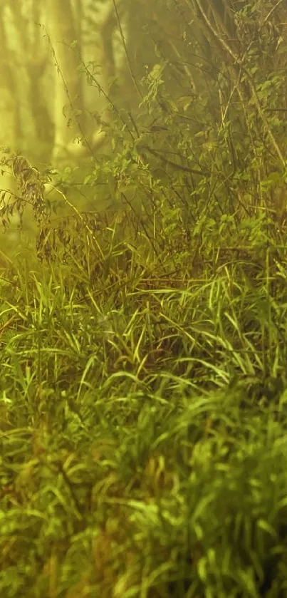 Lush forest glade with golden light and vibrant green vegetation.