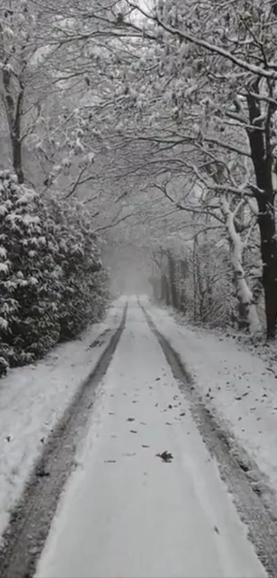 Snow-covered forest path in winter landscape.