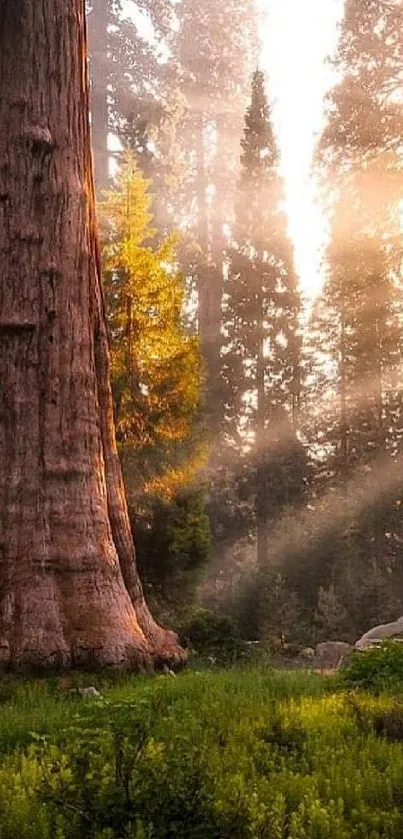 Sunlit forest with tall trees and green foliage.