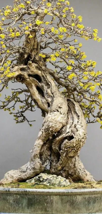 Bonsai tree with yellow flowers on gray background.