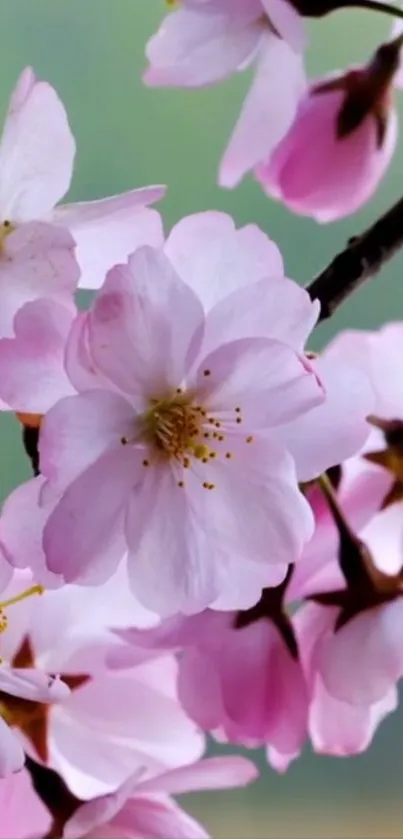 Pink cherry blossoms in full bloom on a branch.