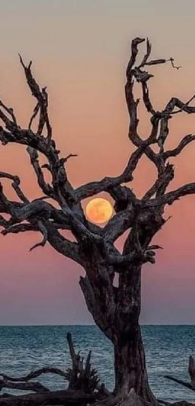 Silhouette of a tree at sunset with vibrant sky colors.