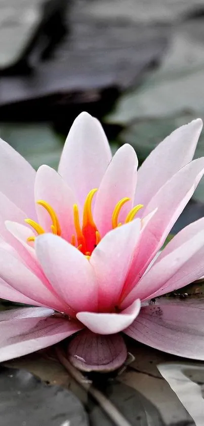 Serene pink lotus flower floating on water.