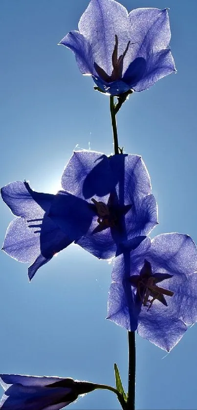 Purple flowers silhouetted against a bright blue sky.