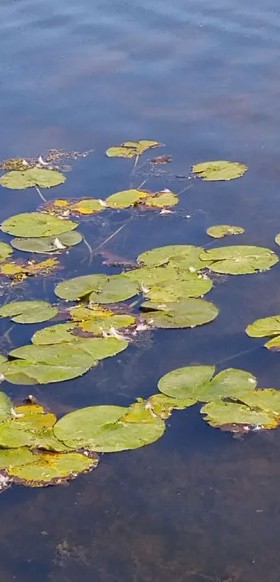 Lush green water lilies floating on a serene blue pond.