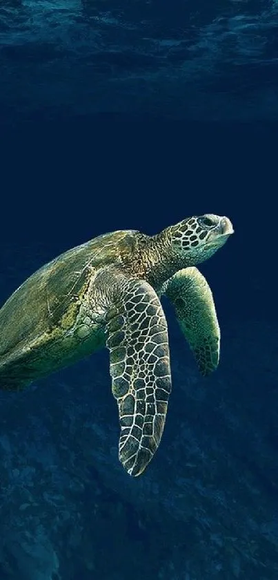 A sea turtle glides through deep blue ocean waters, embodying serenity.