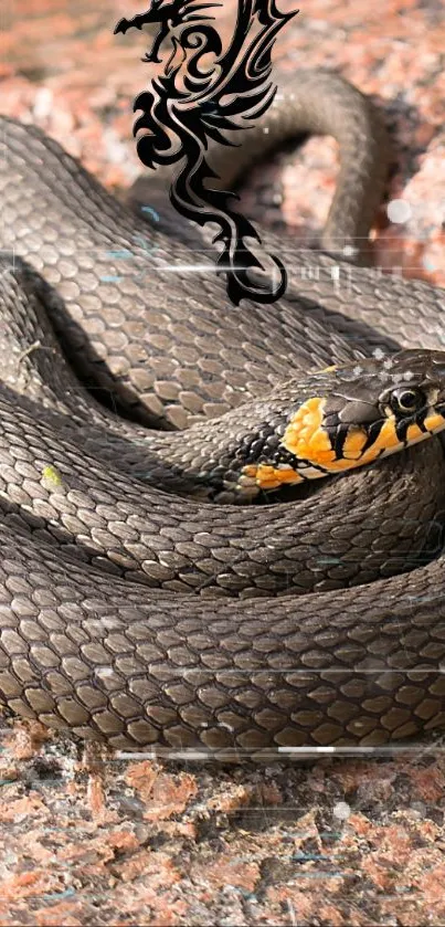 Coiled snake on rocky surface, detailed close-up.