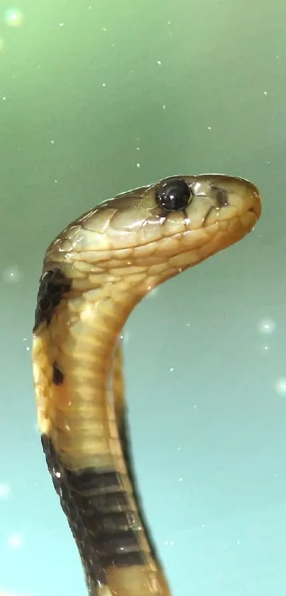 Close-up of a snake on teal background.