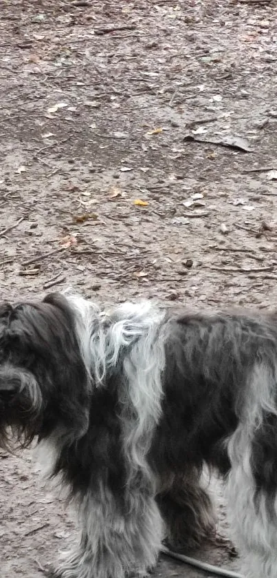 Shaggy dog standing on a forest path, surrounded by earthy tones.