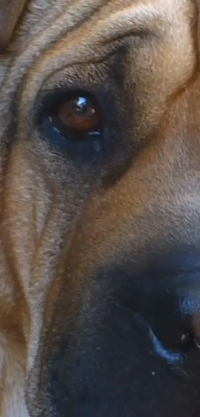 Close-up of a Shar Pei dog's face showing unique wrinkles and expressive eyes.