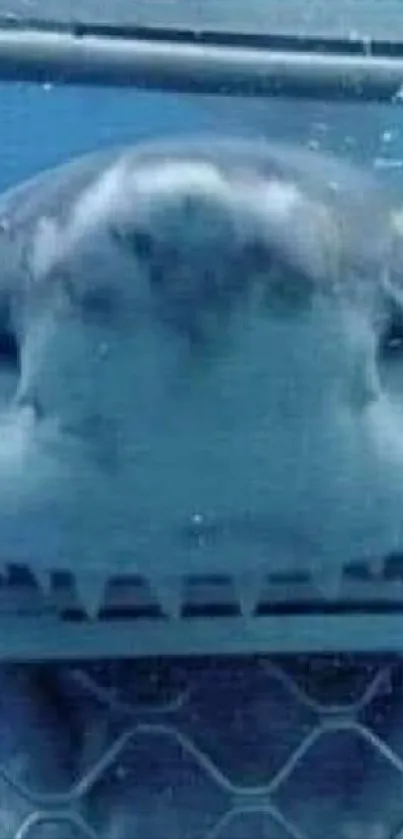 Friendly shark behind a cage in the ocean, framed by blue waters.