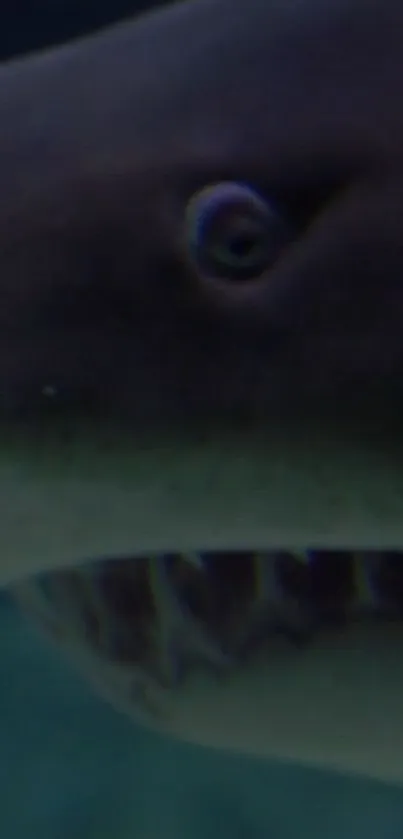 Close-up of shark showcasing teeth and eye underwater.