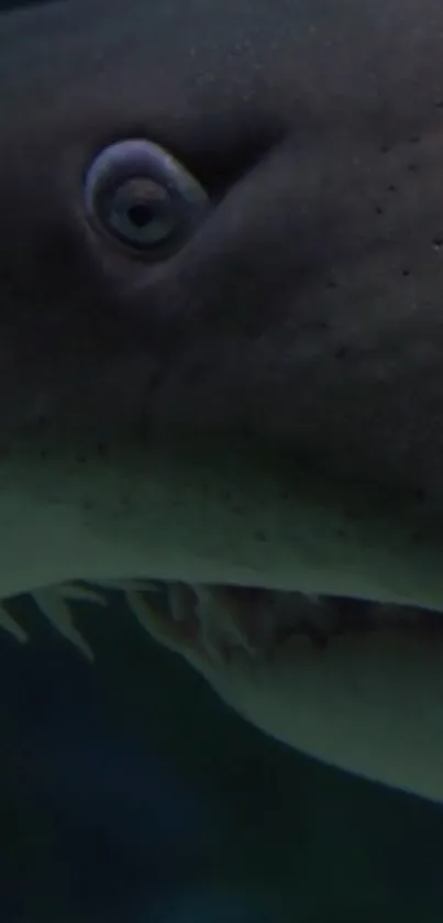 Close-up of a shark's eye and teeth in dark teal waters.