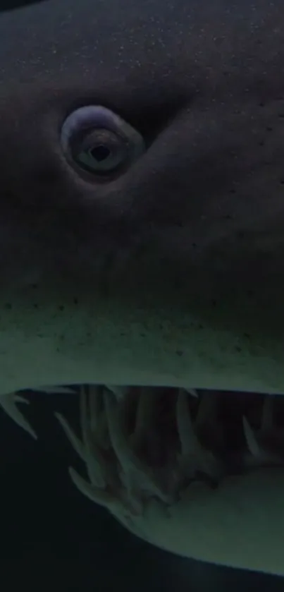 Close-up photo of a shark's face and teeth in dark blue lighting.