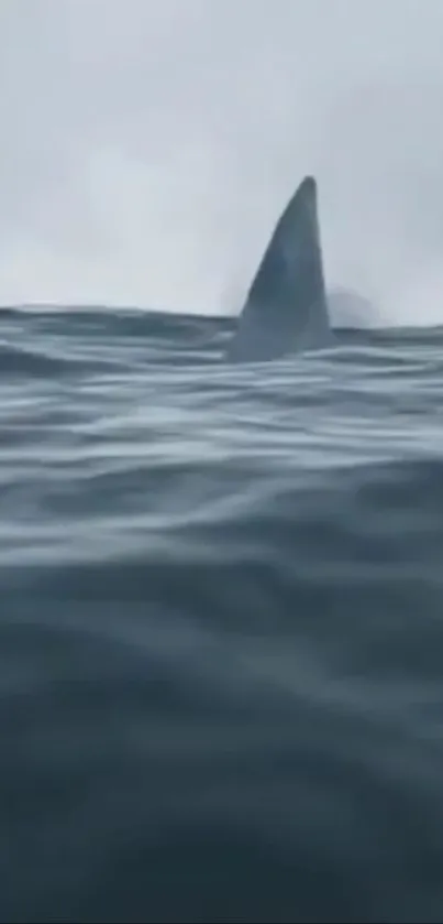 Shark fin emerging above ocean waves with a cloudy sky.