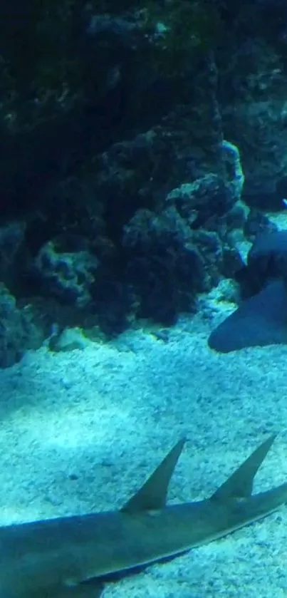 Underwater scene with shark on ocean floor, showcasing marine life.