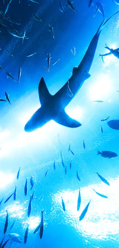 Shark swimming in blue ocean with surrounding fish, vibrant marine wallpaper.