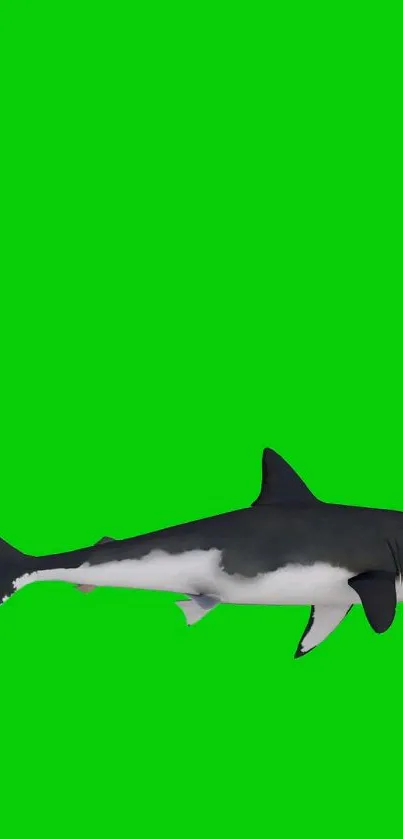 Majestic shark on vibrant green background mobile wallpaper.