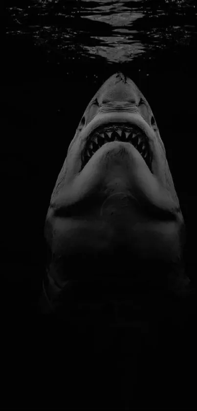 Dark silhouette of a shark in water with dramatic lighting.