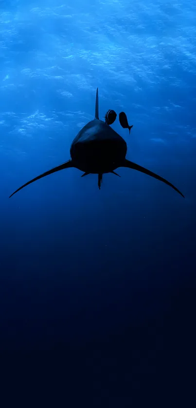 Shark silhouette in deep blue ocean wallpaper.