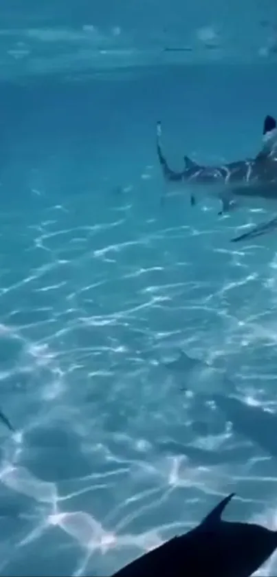 Sharks gracefully swimming in clear blue ocean water, creating serene underwater scene.