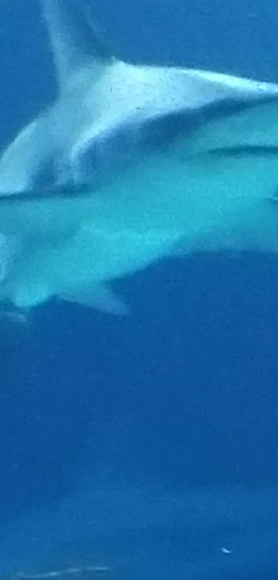 A shark swimming underwater with a vibrant blue ocean background.