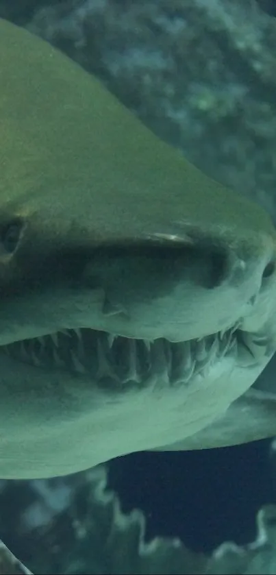 Close-up of a shark underwater, displaying sharp teeth.