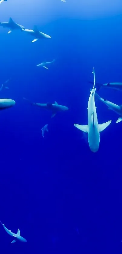 Graceful sharks swim in deep blue ocean.