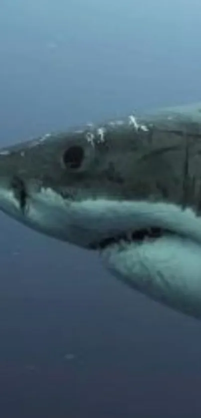 Shark swimming underwater in deep blue ocean.