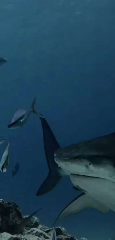 A majestic shark swimming in a deep blue underwater scene.