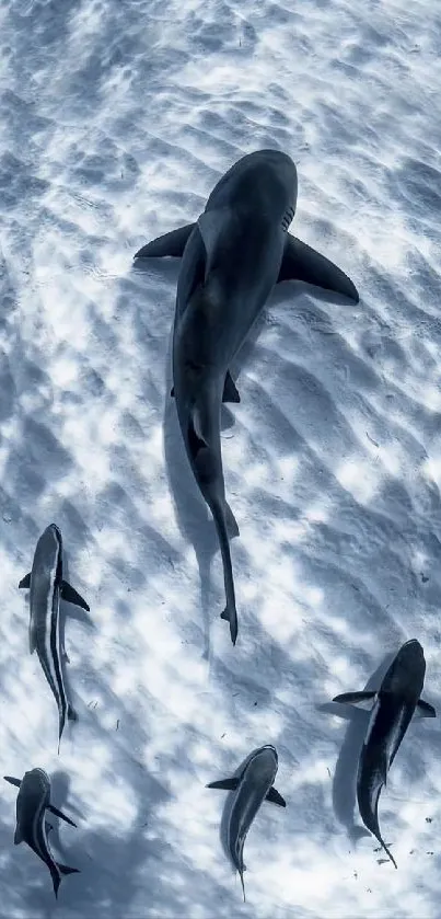 Majestic sharks swimming in a tranquil blue ocean, perfect for marine lovers.