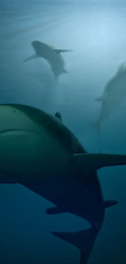 Sharks swimming gracefully beneath the deep blue sea surface.