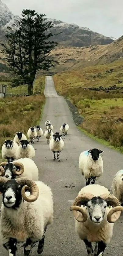 Flock of sheep on a scenic mountain path.