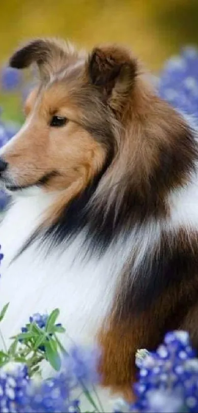 Shetland Sheepdog sitting among vibrant blue flowers.